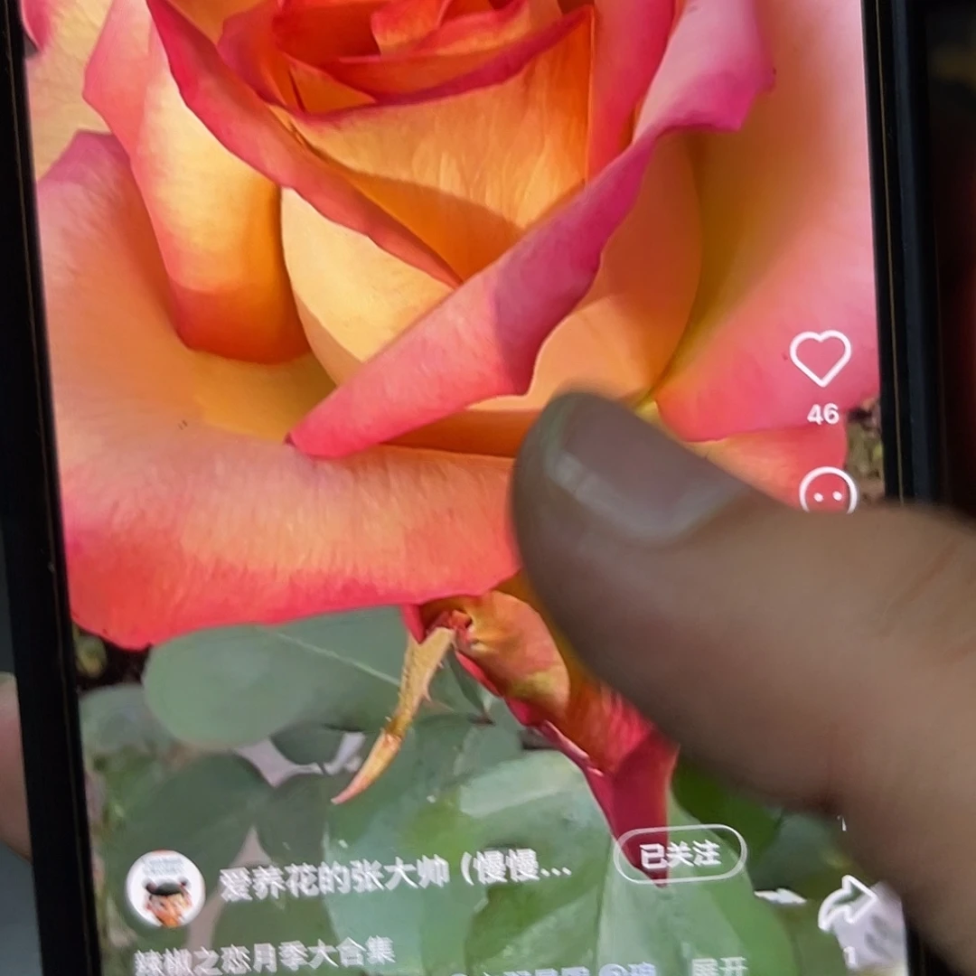 无花朵——-热辣之恋 福利款