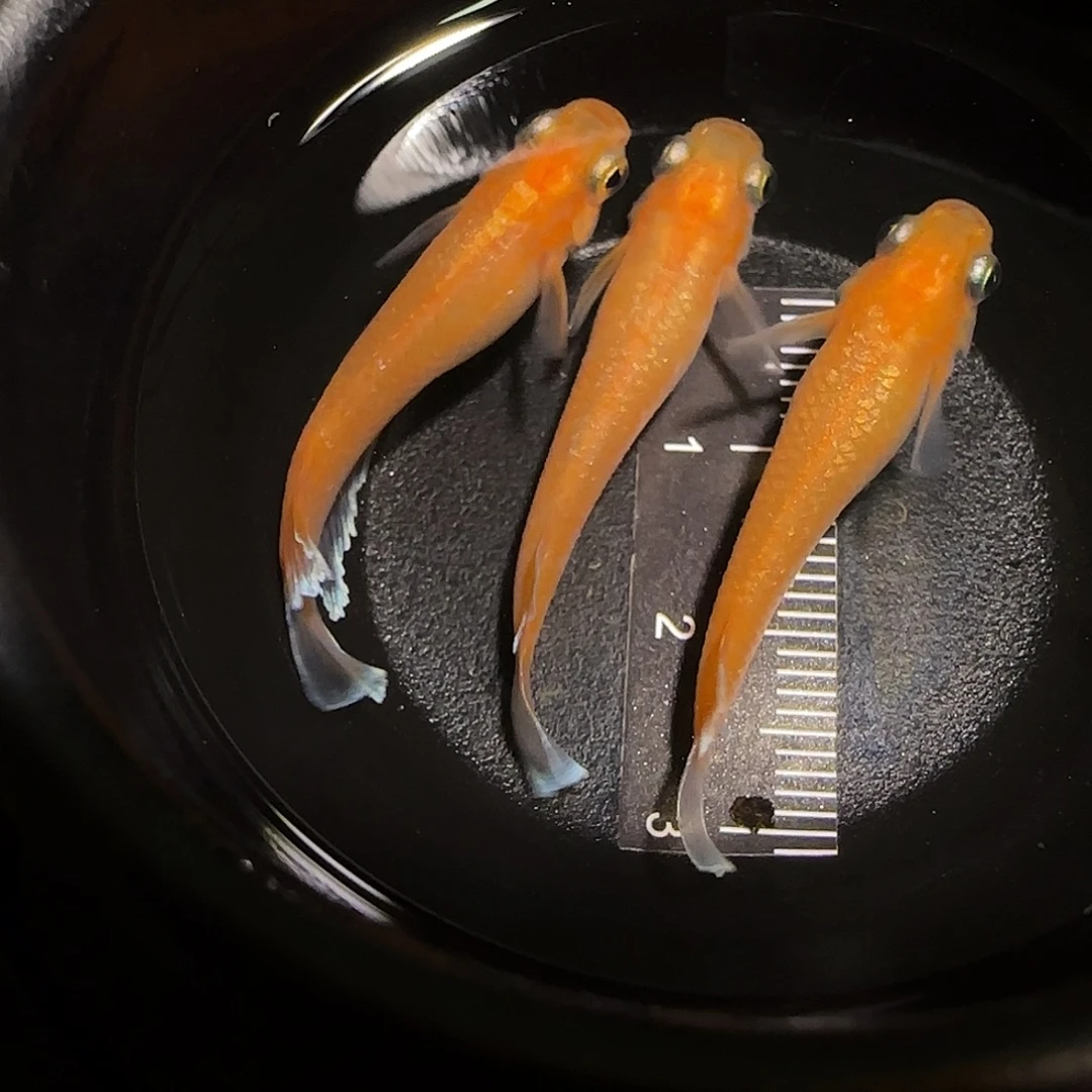 青鳉鱼一物一拍835