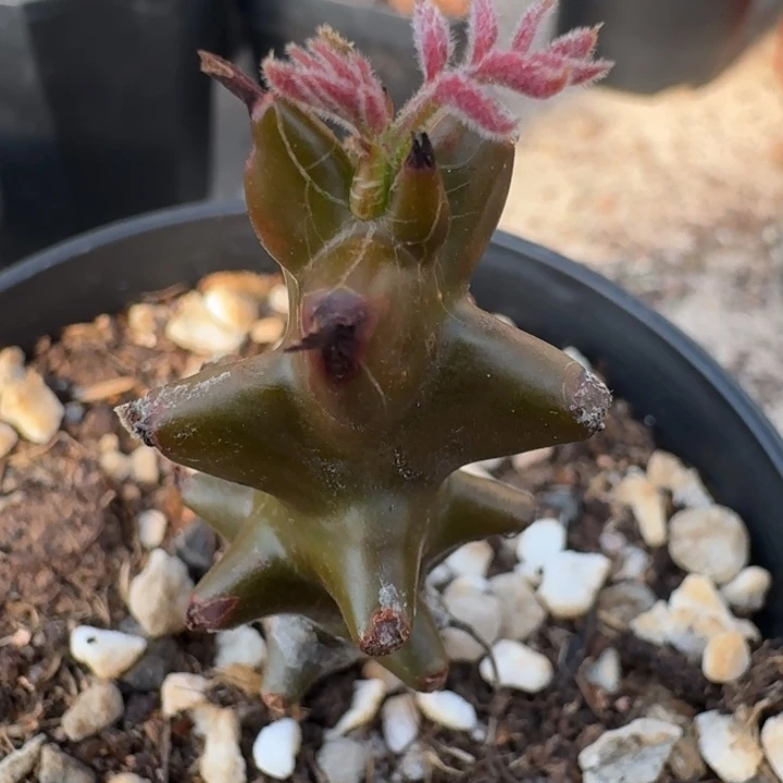 墨西哥角栏实生块根