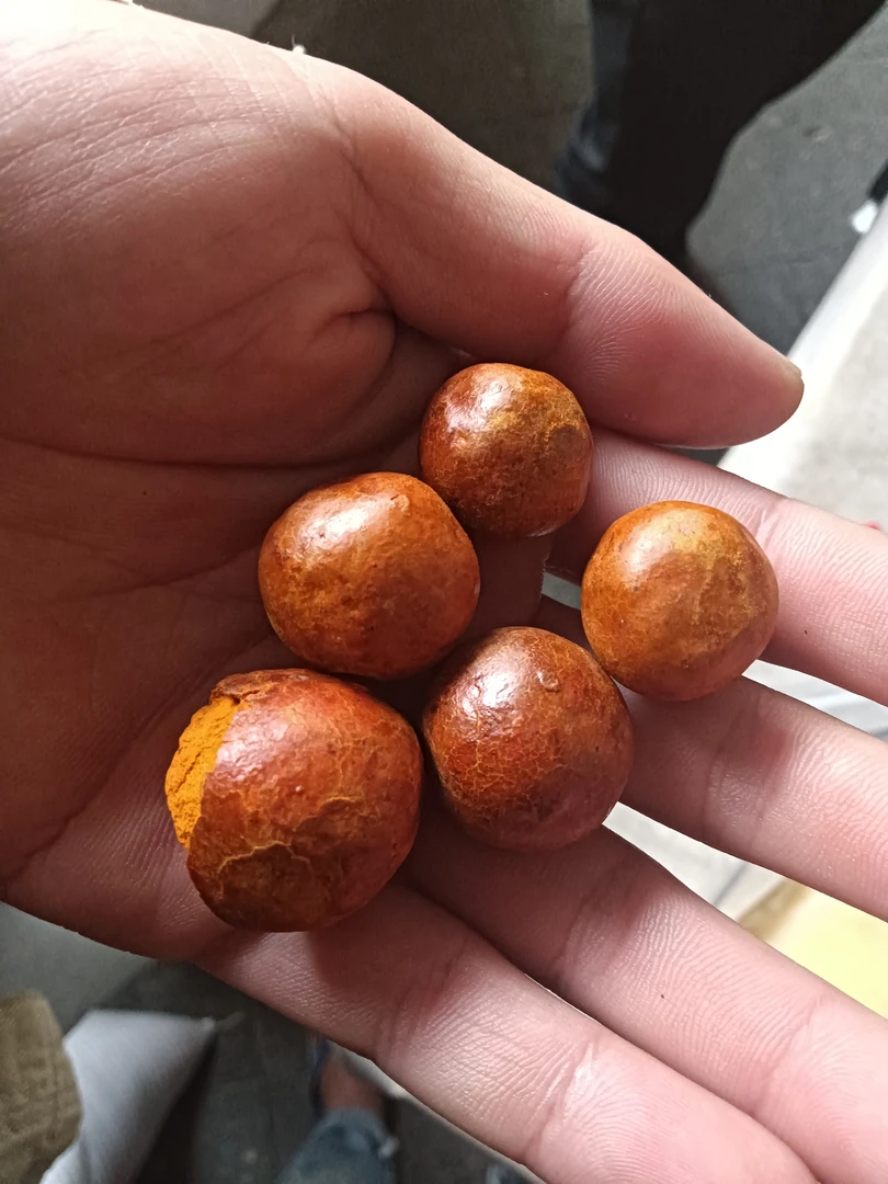 超克土特产     牛宝菇