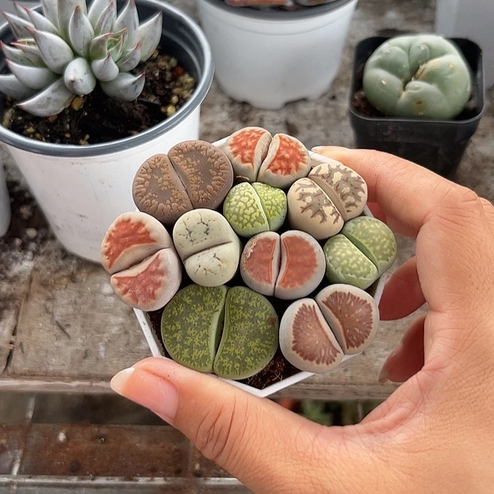 生石花2456789967万