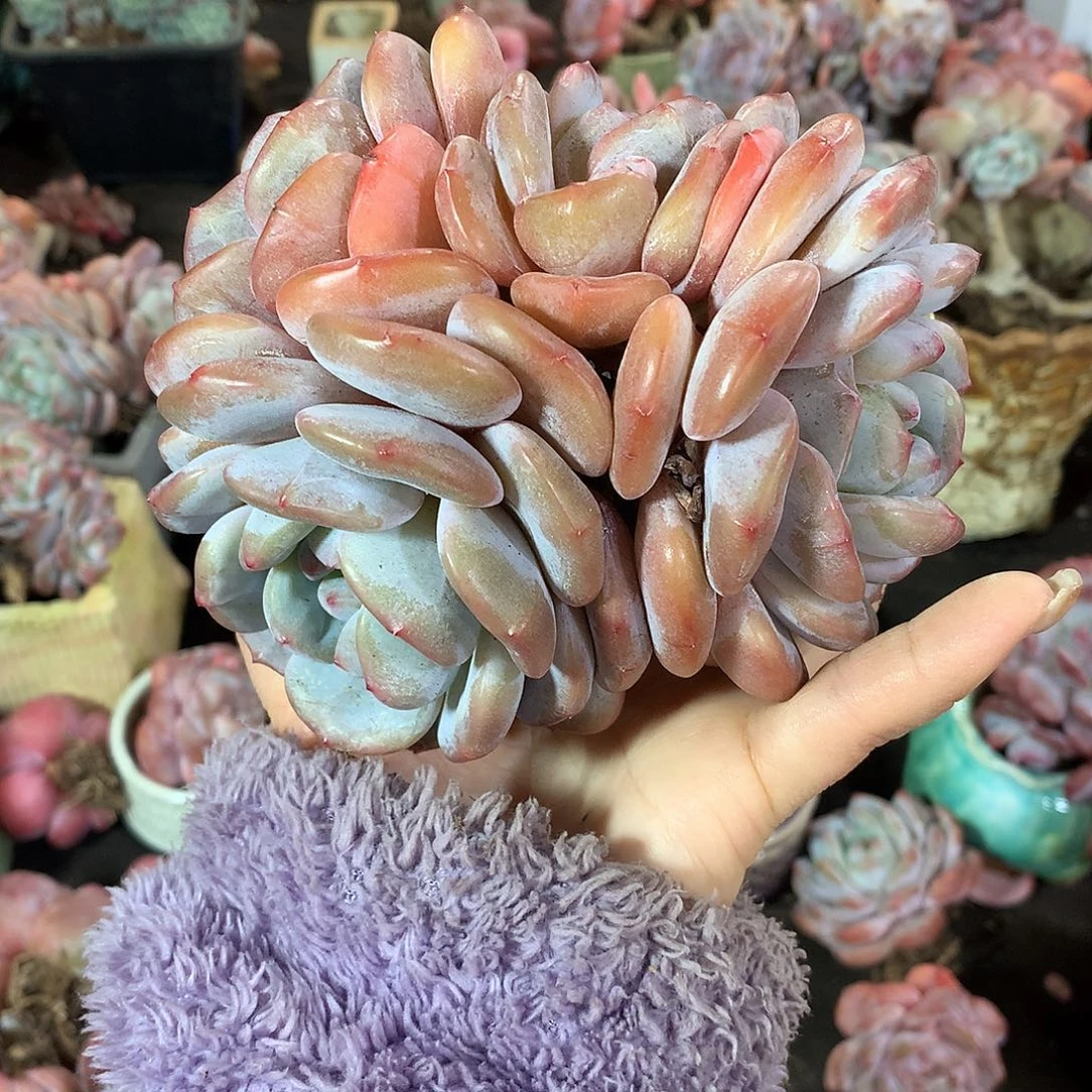 哈哈哈哈哈哈哈石榴籽