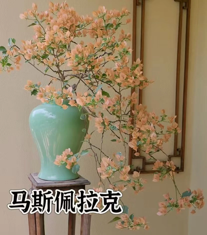 【马斯佩拉克】三角梅袋苗基地直发新品种稀有品种四季勤花