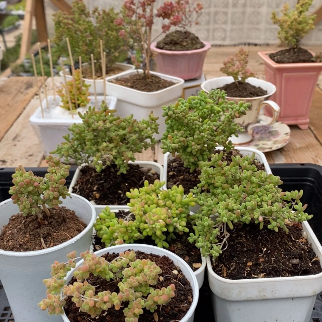 枝干蜜桔糖球来咯935