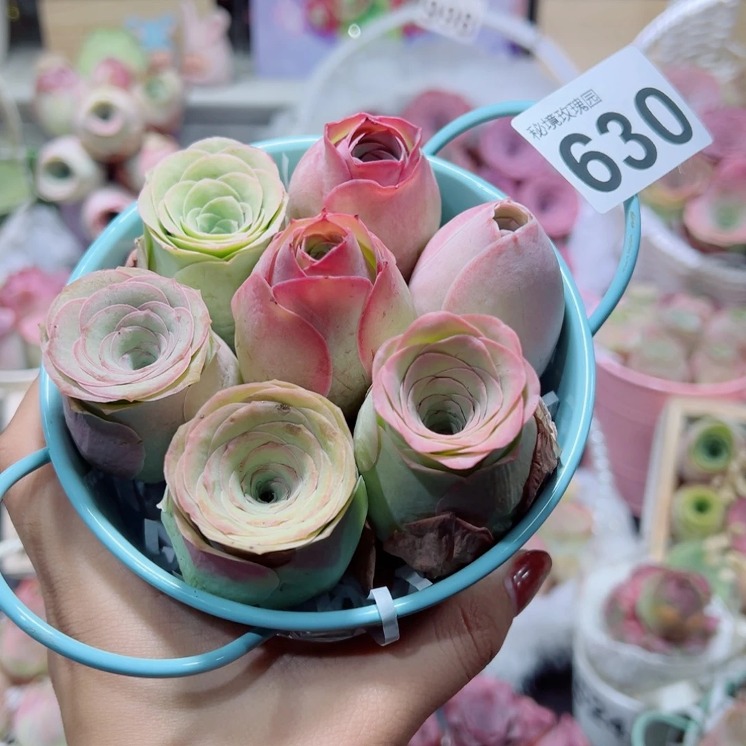 630混色精品玫瑰桶组合。