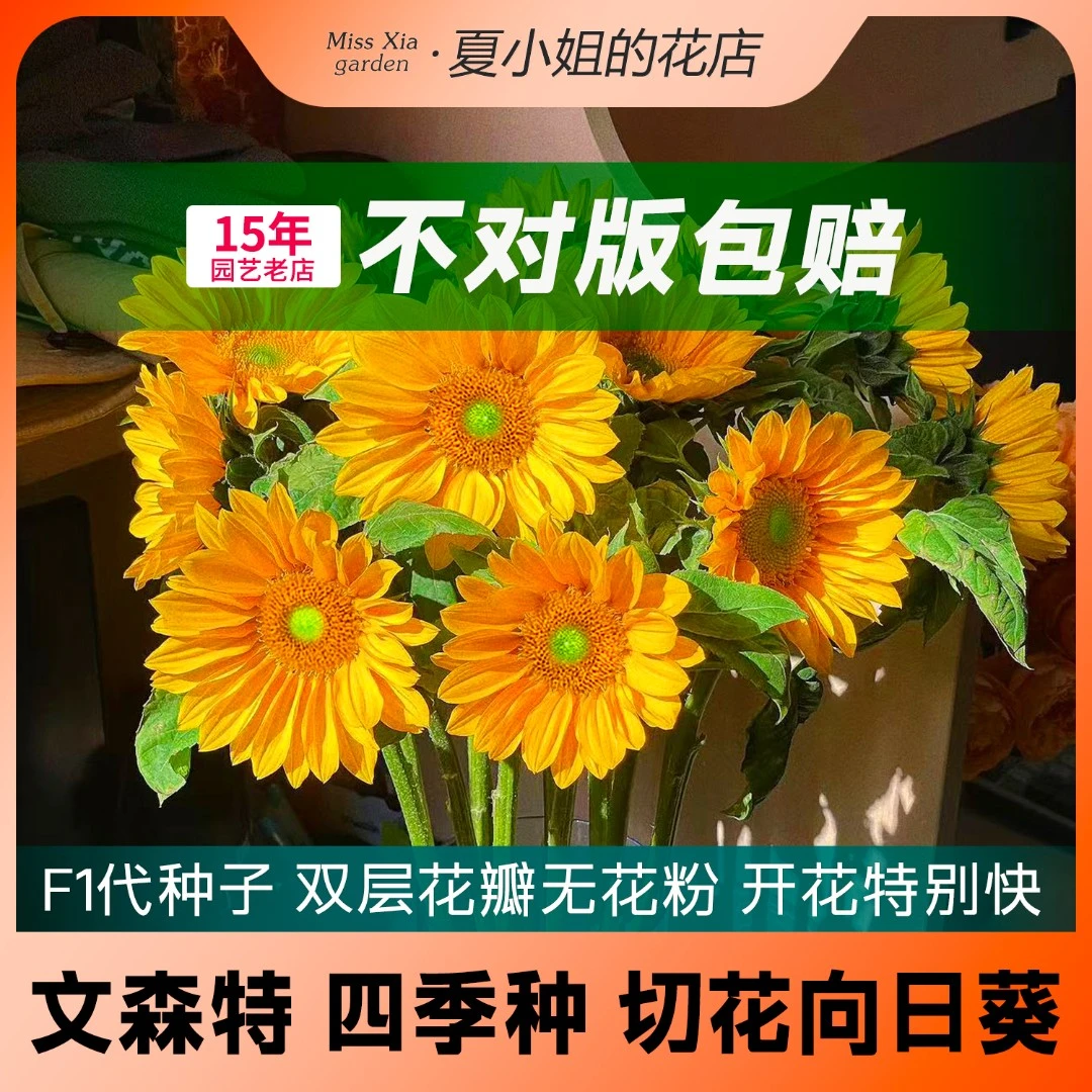 夏小姐的花店*Sakata Vincents F1文森特 鲜切花向日葵种子无花粉