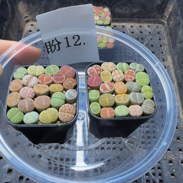格***格多肉植物的生长发育12