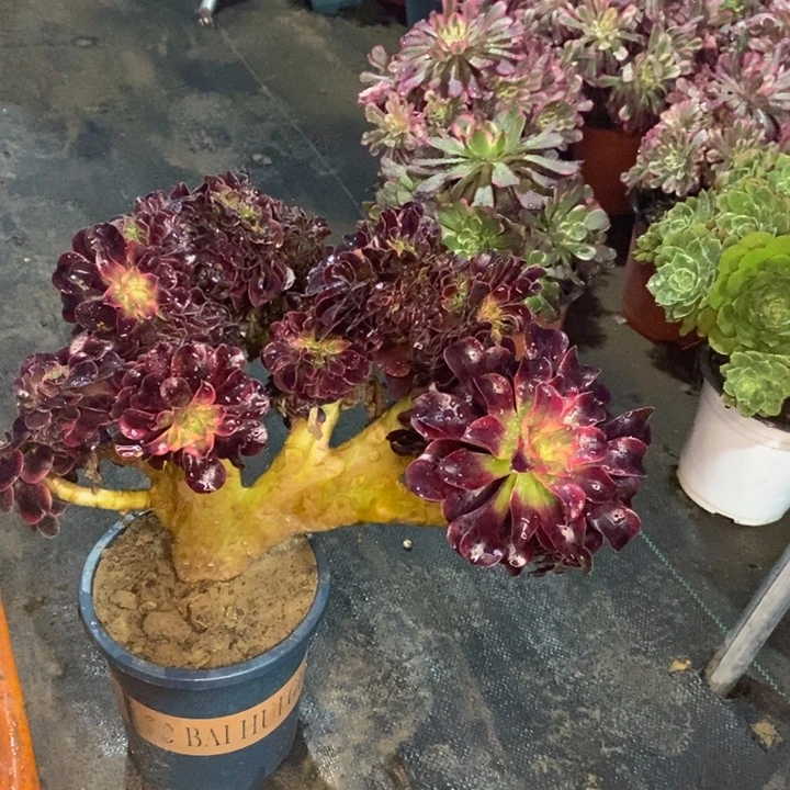 珊瑚绒缀多肉13。