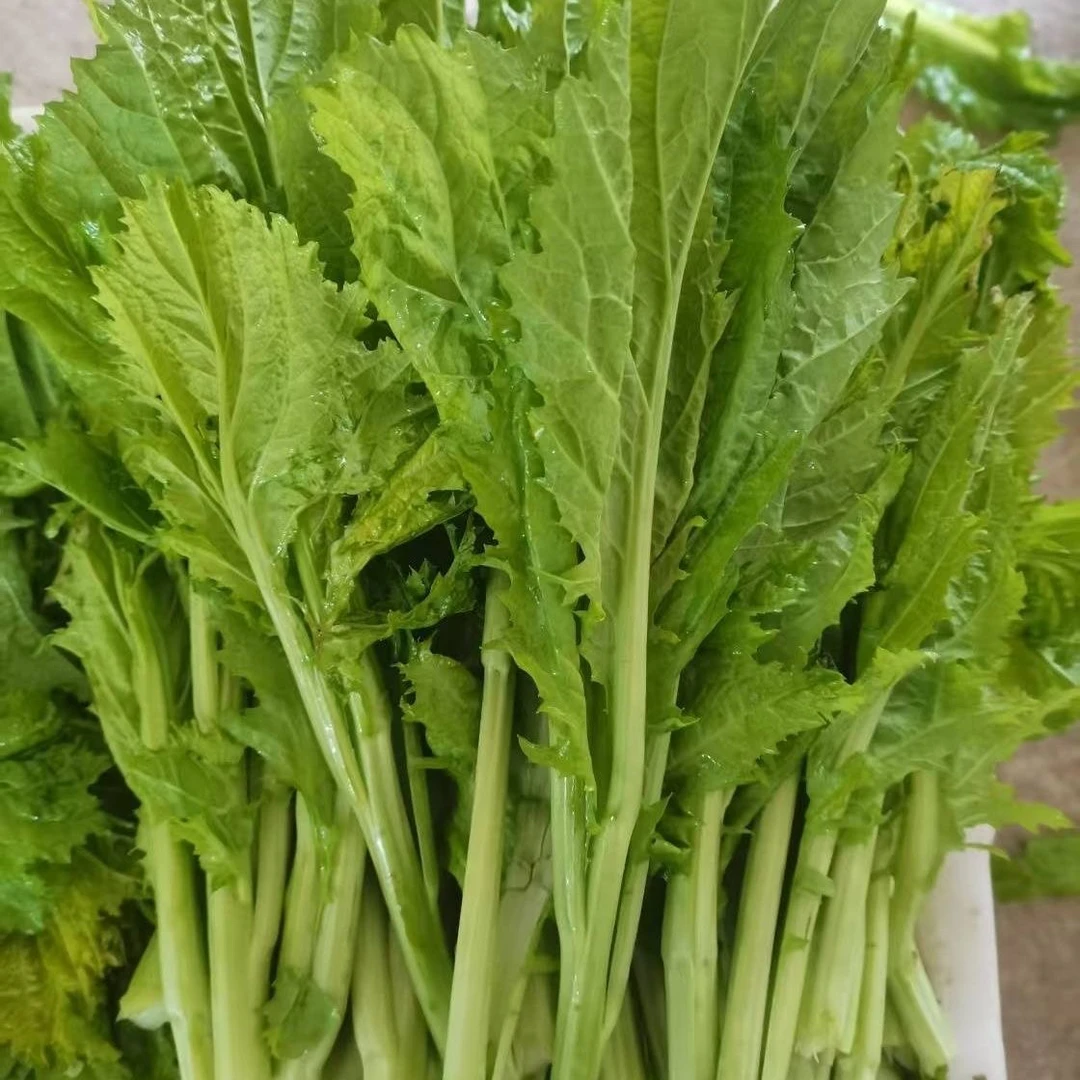 新鲜雪里蕻雪菜腊菜咸菜可腌制农家应季露天自种青菜