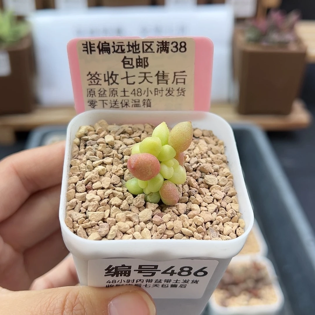 静**哦486哈默小红嘴微瑕