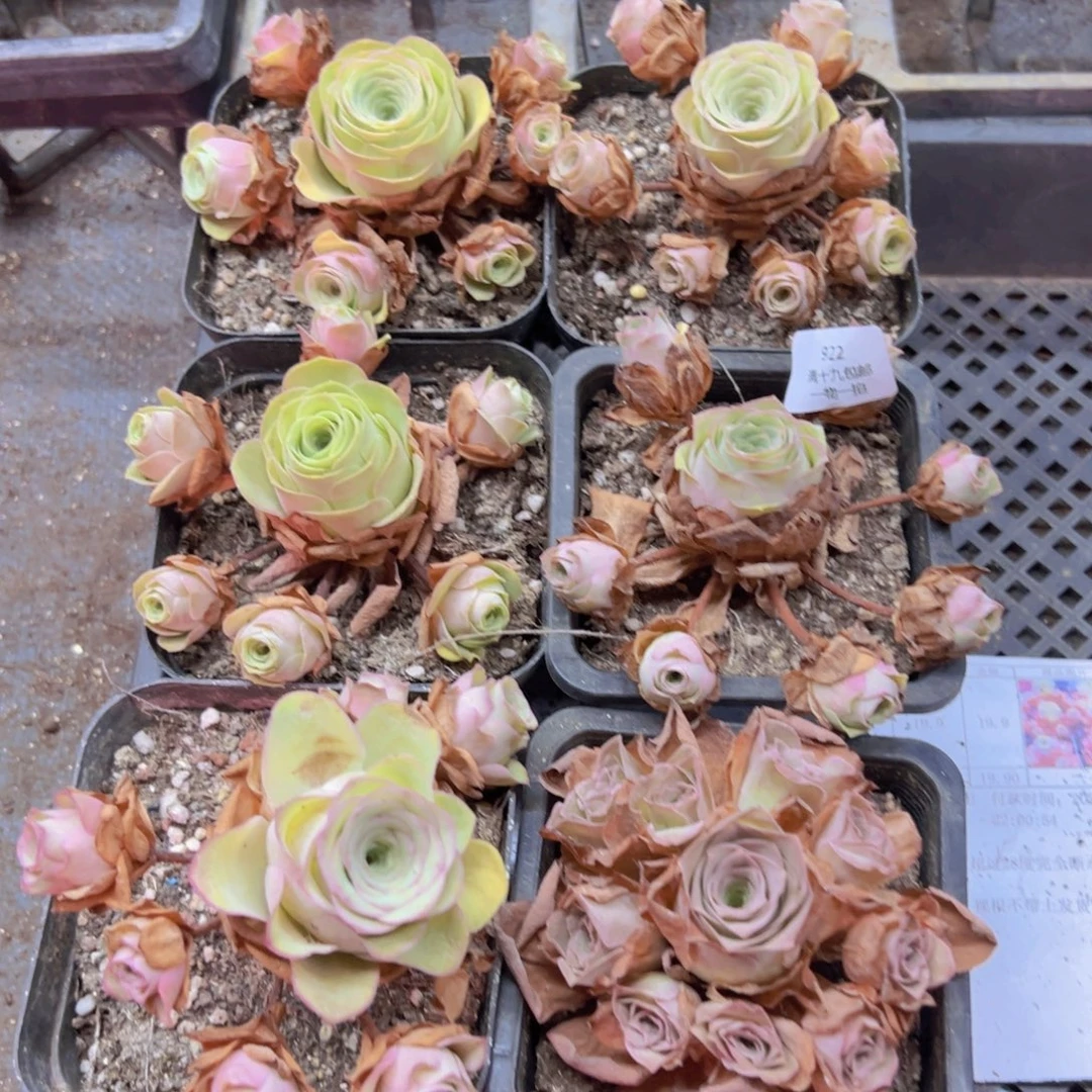 922 山地玫瑰基地无售后