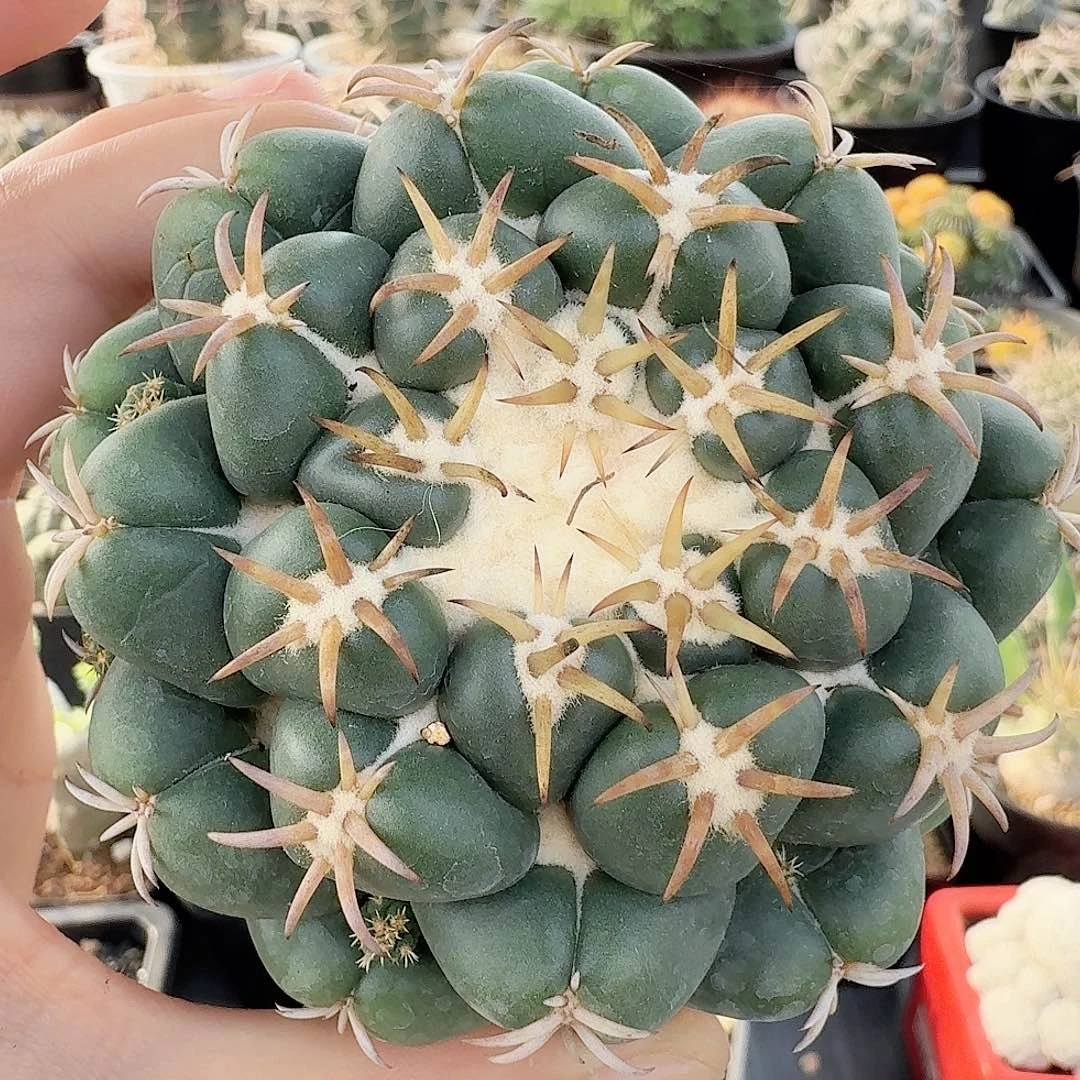 实生苗接短豪刺像芽有根