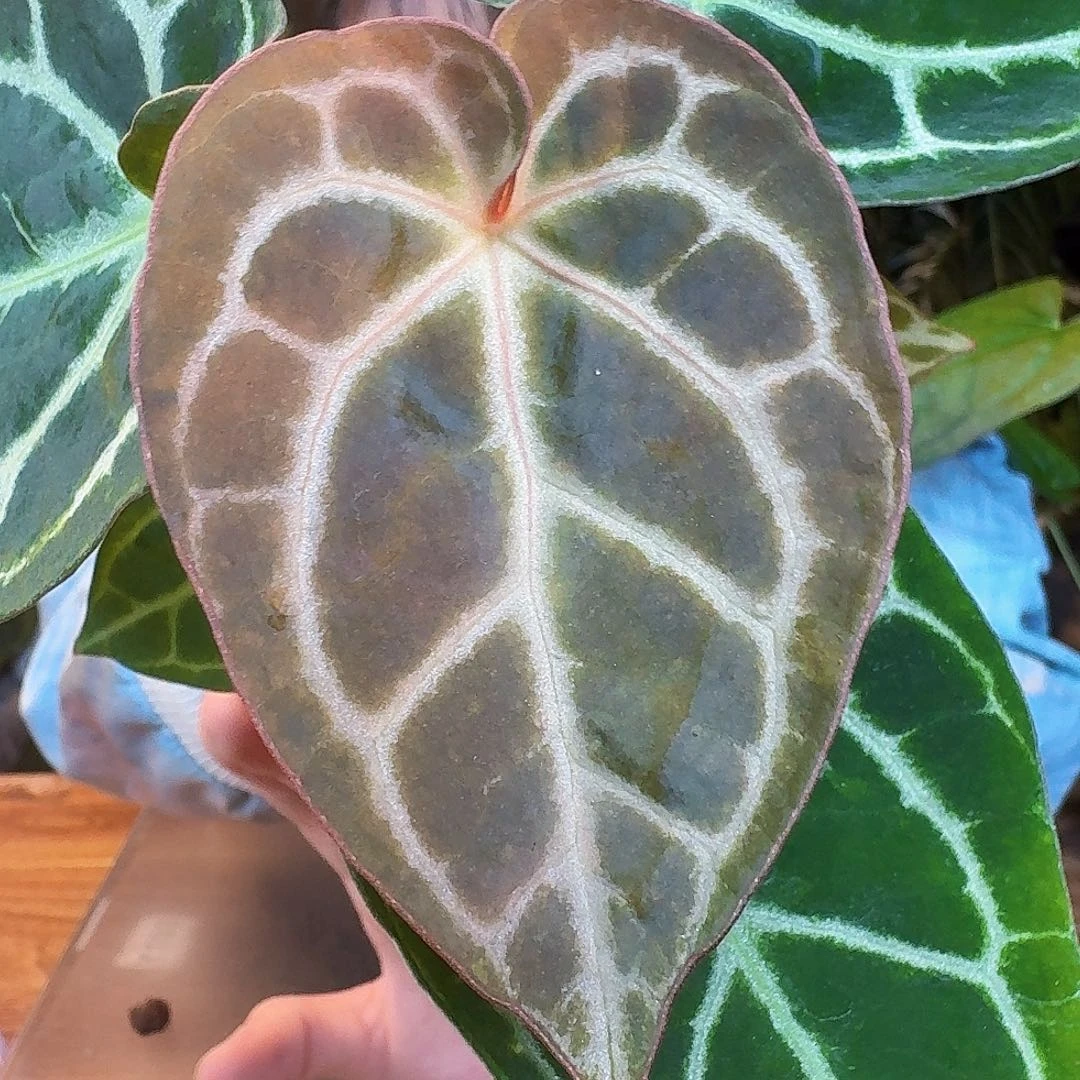 完全开放Y126红钻石杂黑水晶