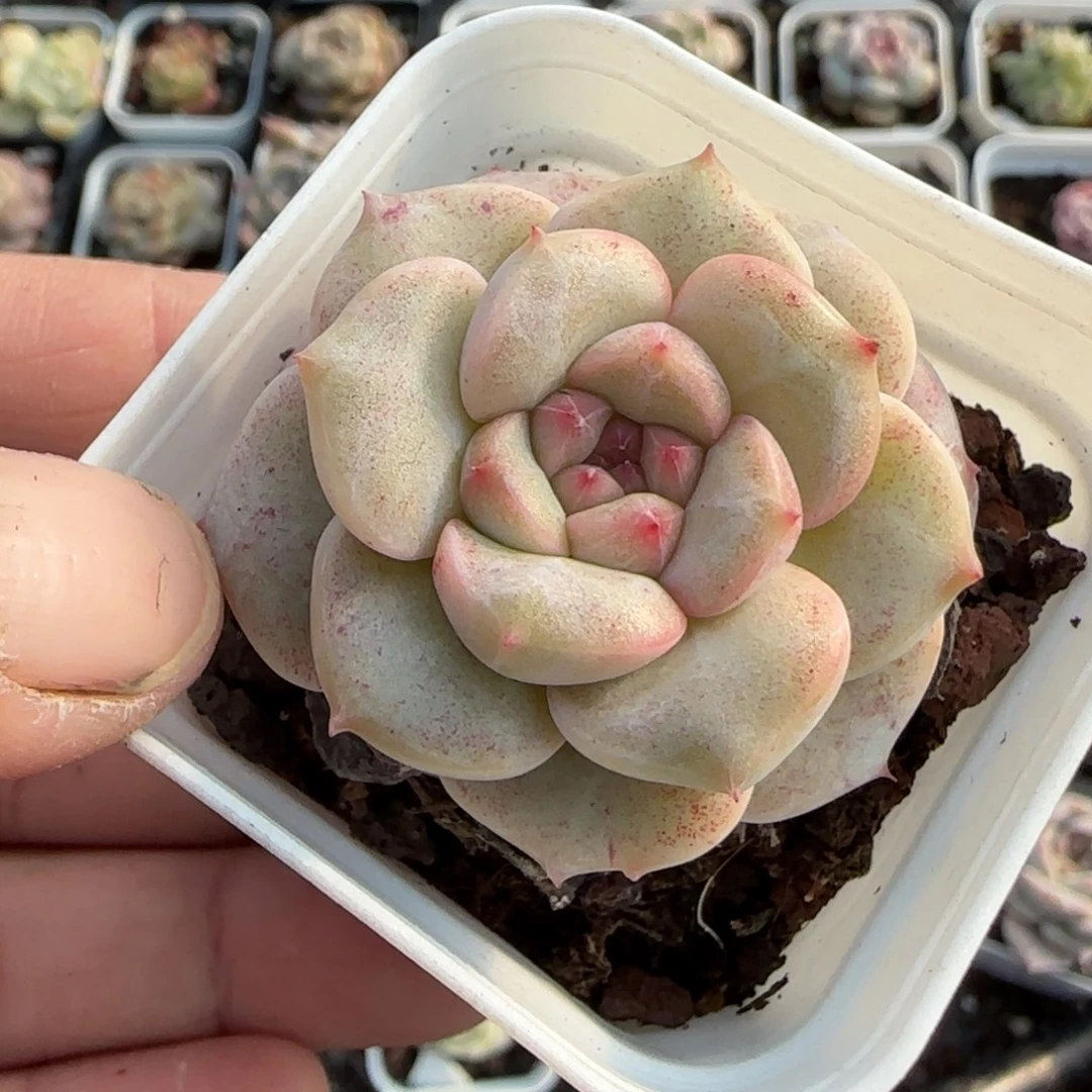 多肉小卡拉米糖心一物一拍