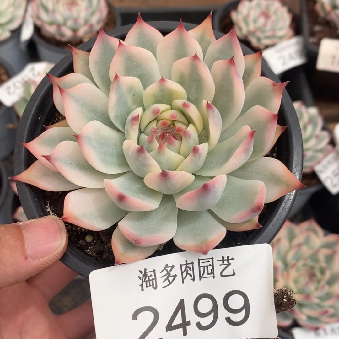 吉娃娃锦多肉植物2499