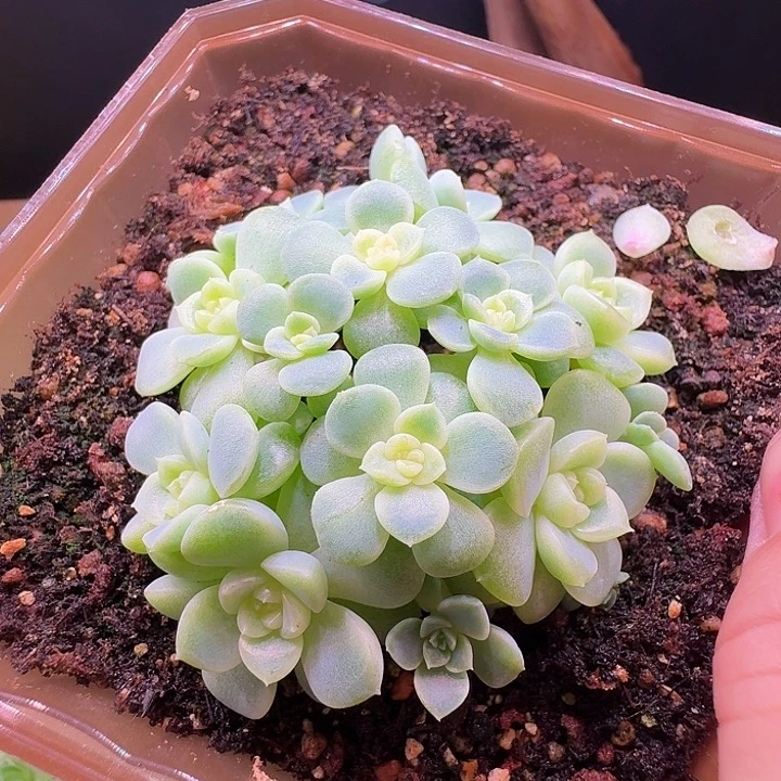 小玲姐姐专拍纸鸢群