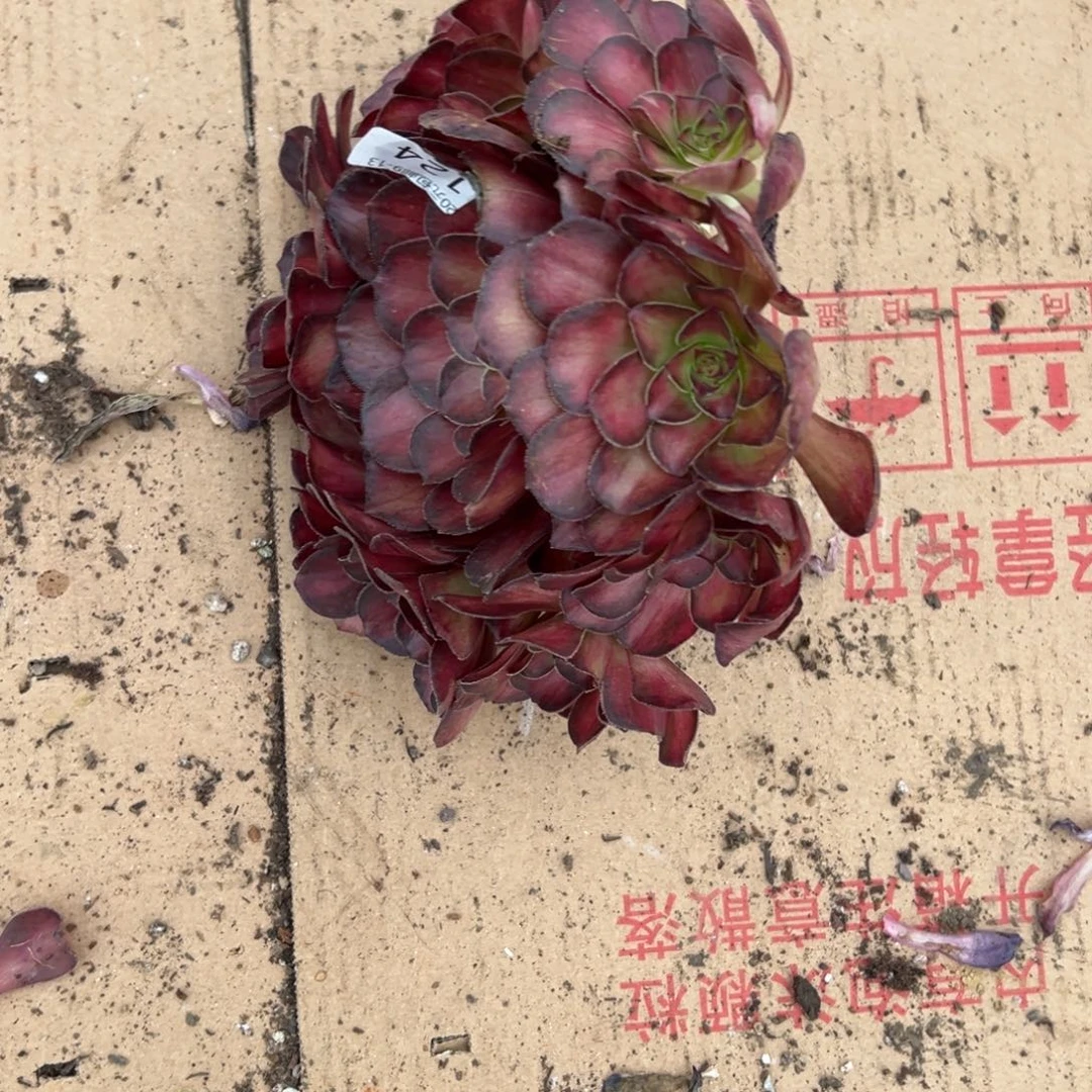 糖*果124锦鲤无根多肉多肉多肉多肉