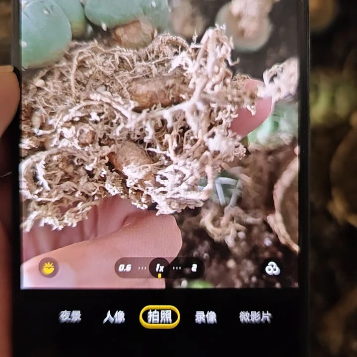 一物一拍，实生仙人球！