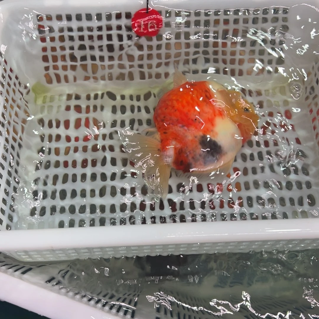 玩****金鱼你好吗我好想你呀