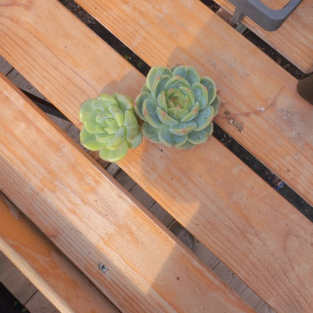 裹***光多肉植物两颗在桌子发货