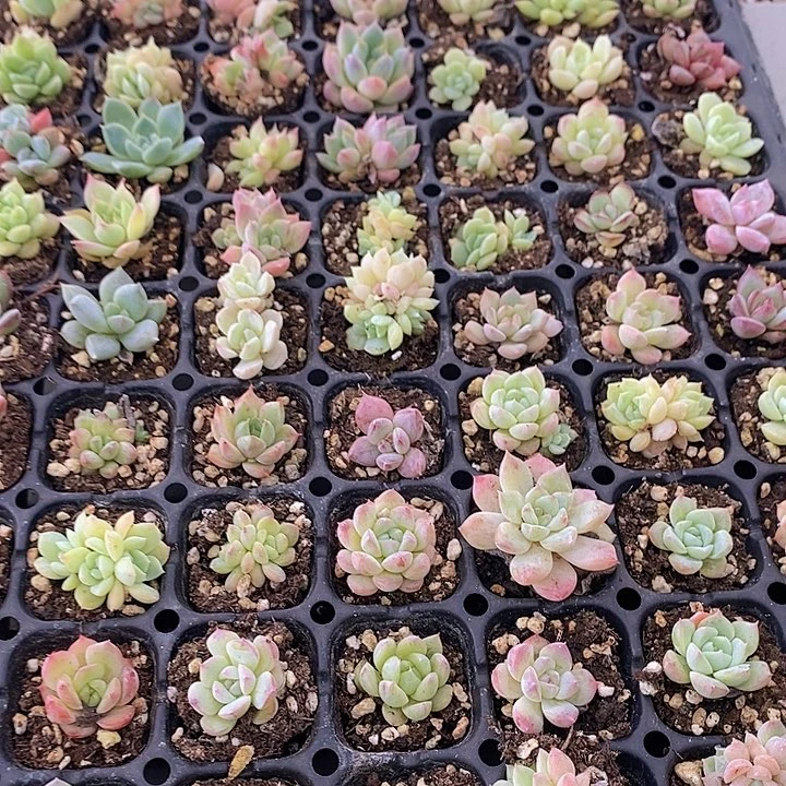 126 多肉植物盆栽花卉