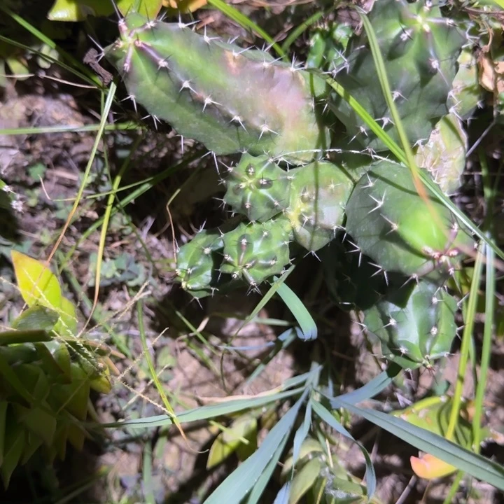橙花美花角侧芽一个