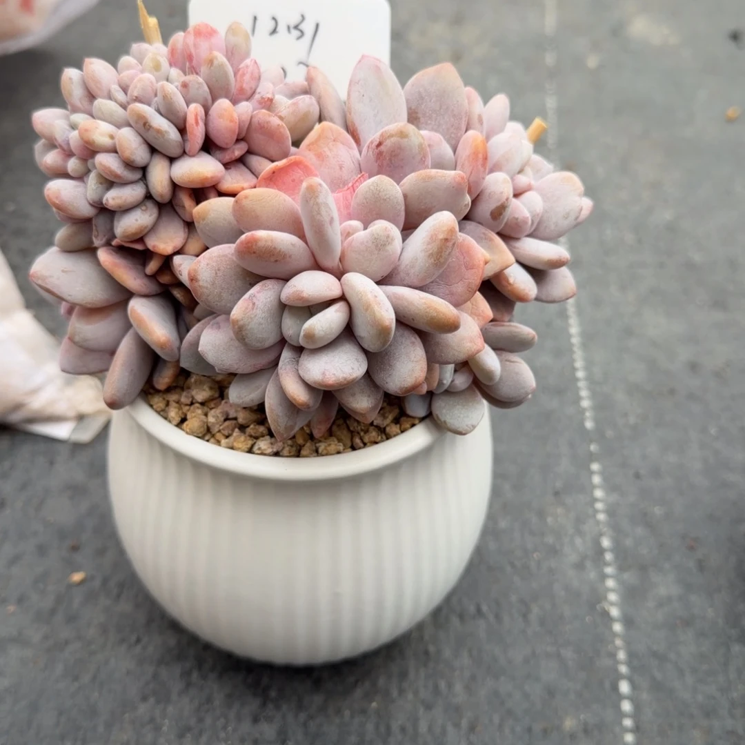 *****一物一拍精控粉兔缀37