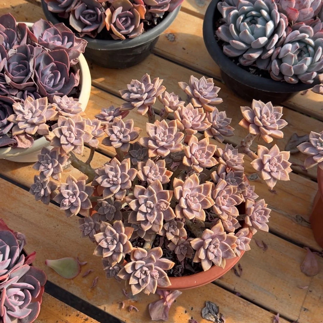 多肉阿伦培【满18包邮】