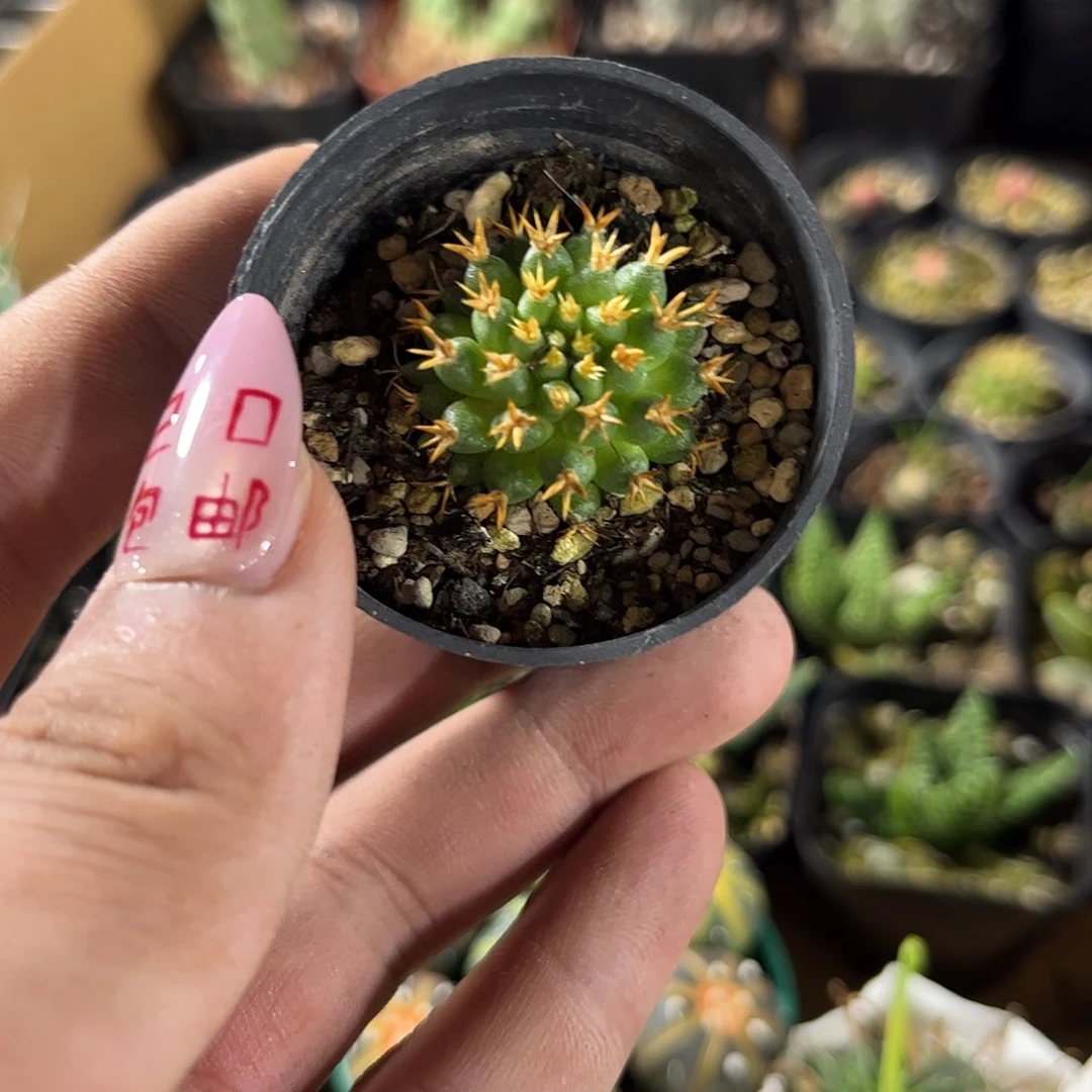 短豪刺青丝单头发货