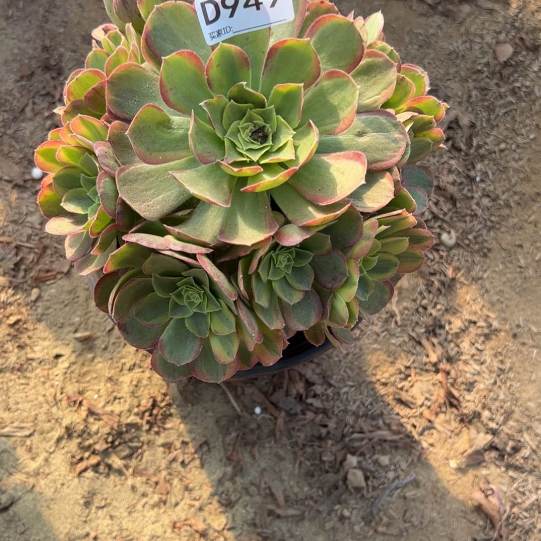949奶白多肉植物法师