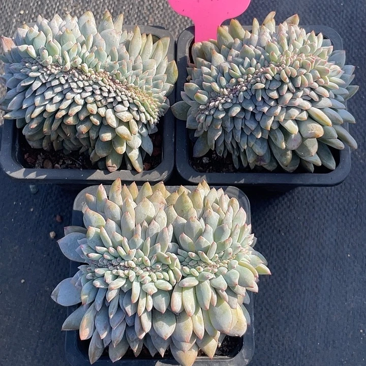 石榴子星影缀化991