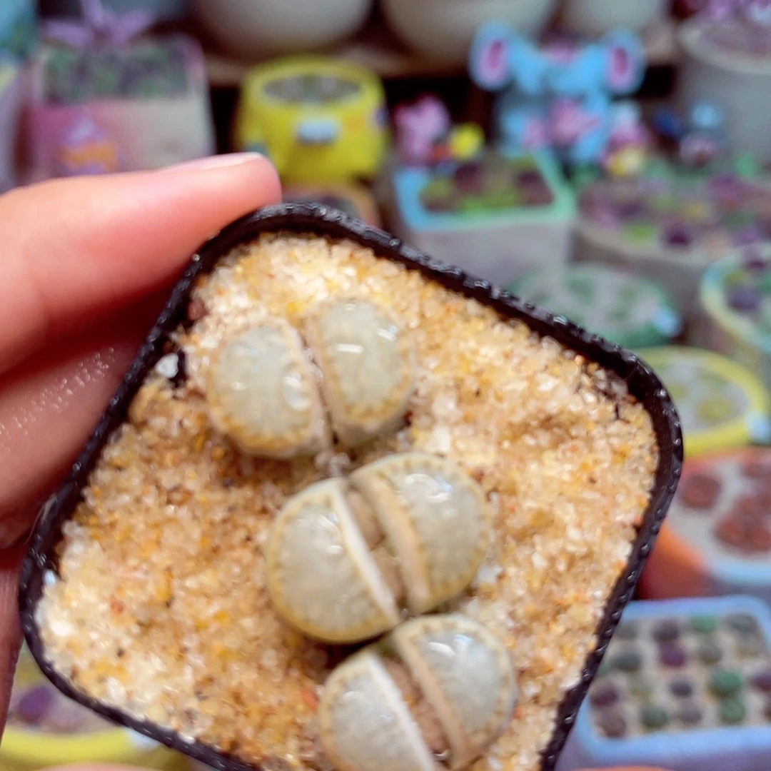 134。888855558888888888