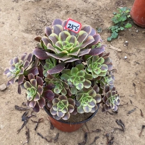 欧嘉莉捧花一物一拍