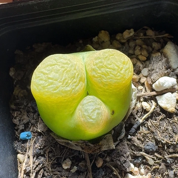 372毛毛带盆发货实生