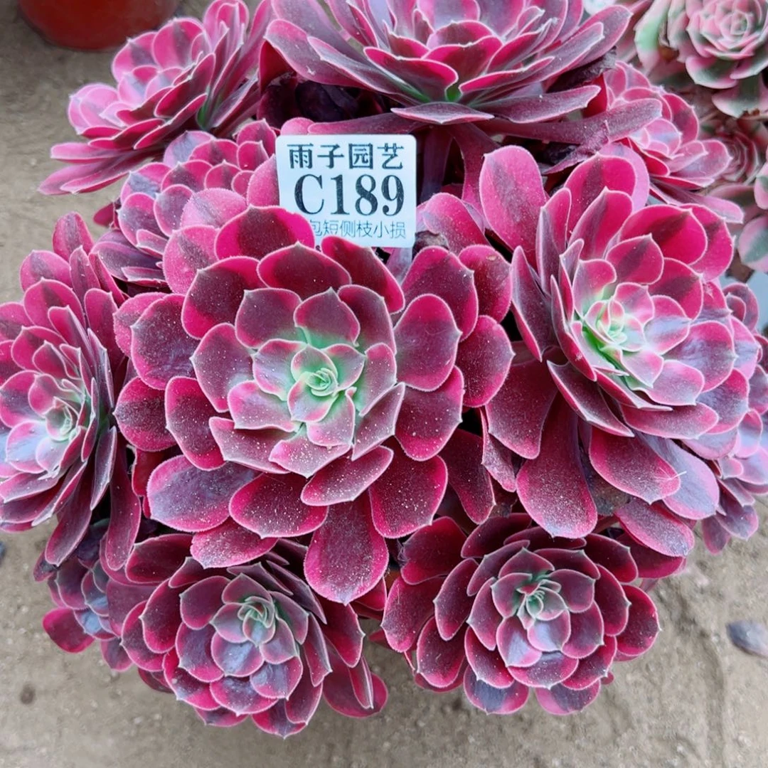 189凤冠尺寸35左右