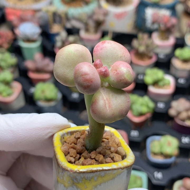 老油煎丸子 双头 木质桩