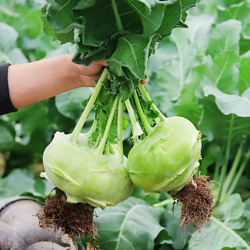 【满5包包邮】青苤兰种子紫苤蓝种籽高产菜籽蔬菜孑籽种芥兰头芥