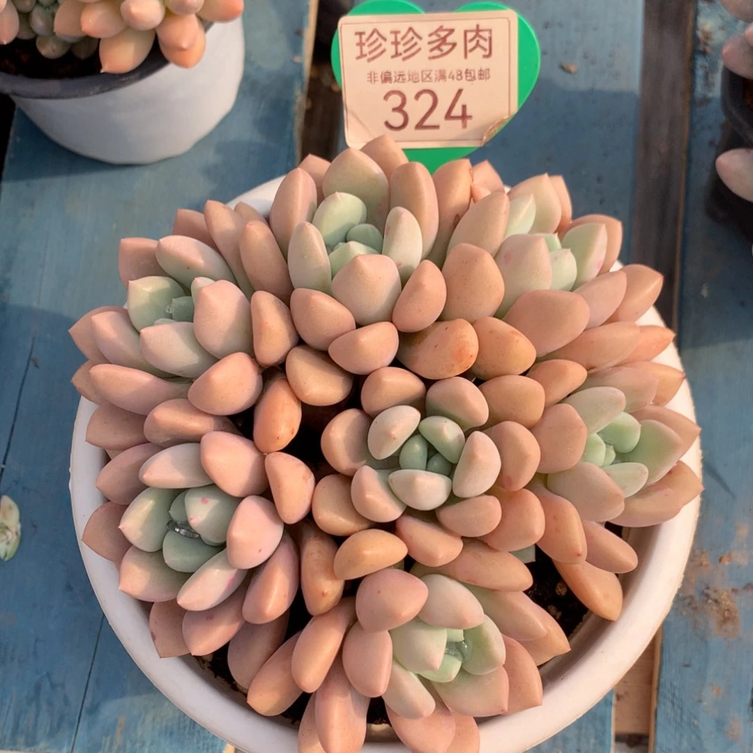 花斑露老桩平头324