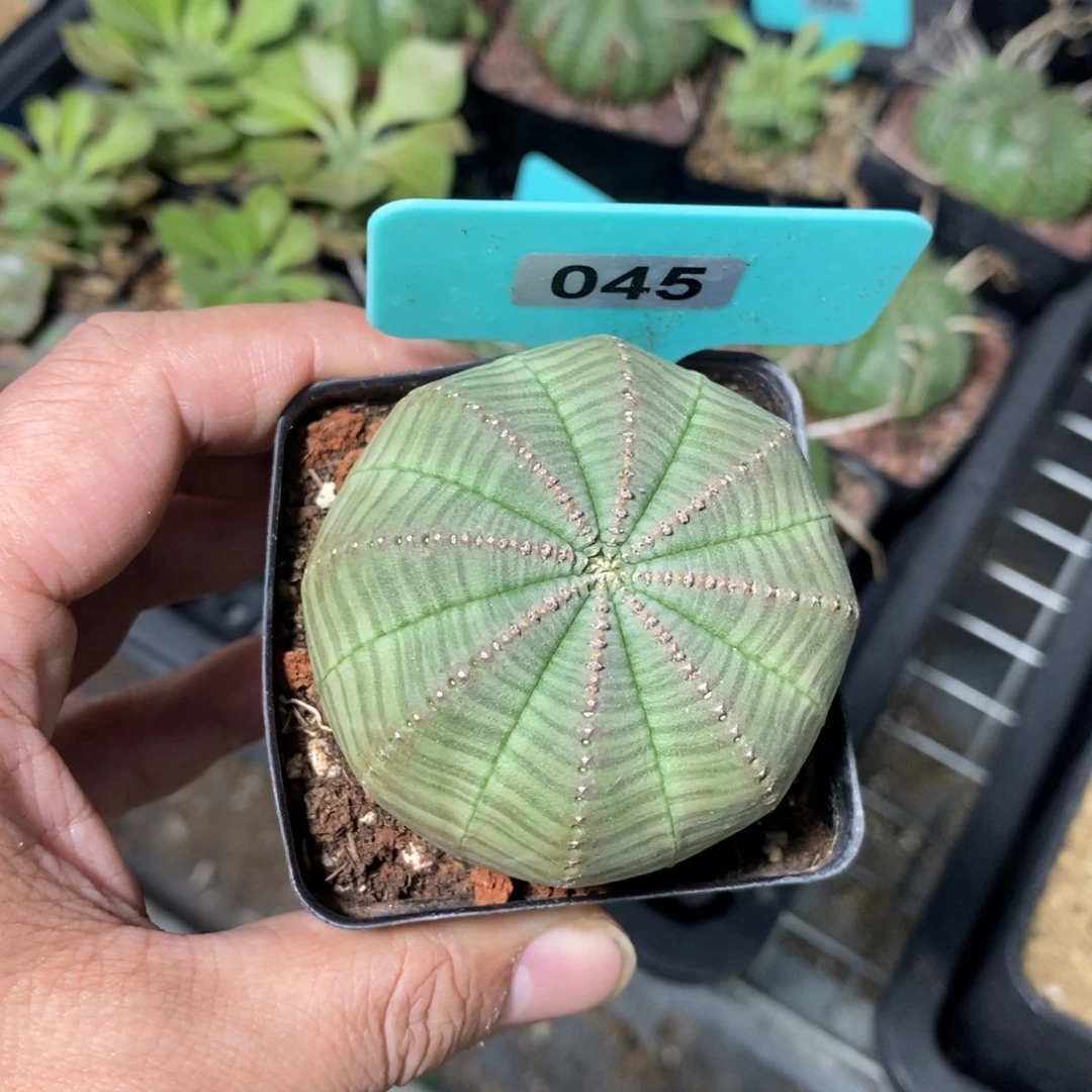 布紋球多肉植物一个