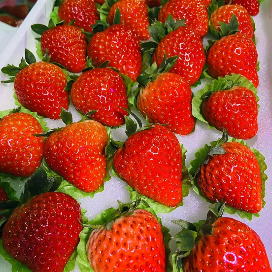 新鲜采摘当季水果丹东九九草莓红颜牛奶草莓孕妇放心吃500克一份辽宁省