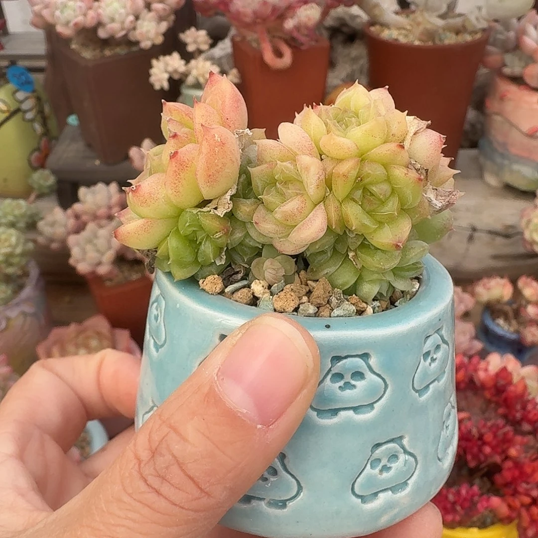 麦秆群 多肉含盆土 一物一拍