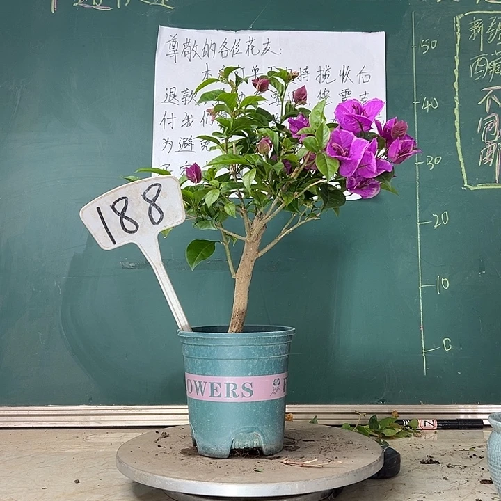 当前无花栽培后可以开花六翼天使 188