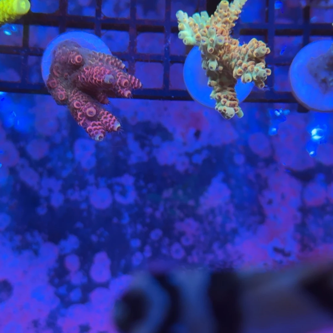 两个断枝248包运费