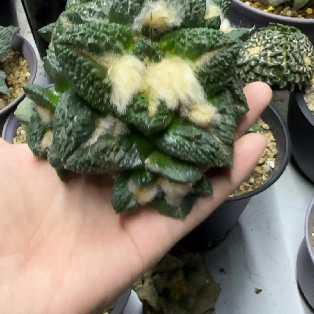 大u哥斯拉一物一拍