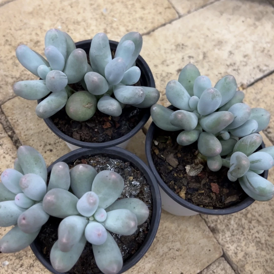 我不喜欢这样啊哈哈啊