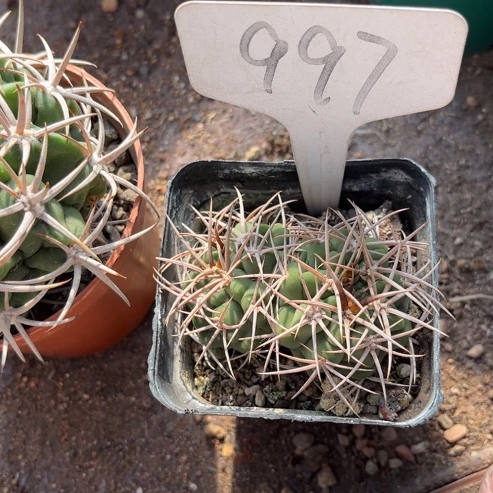 铁*997实生双头好养