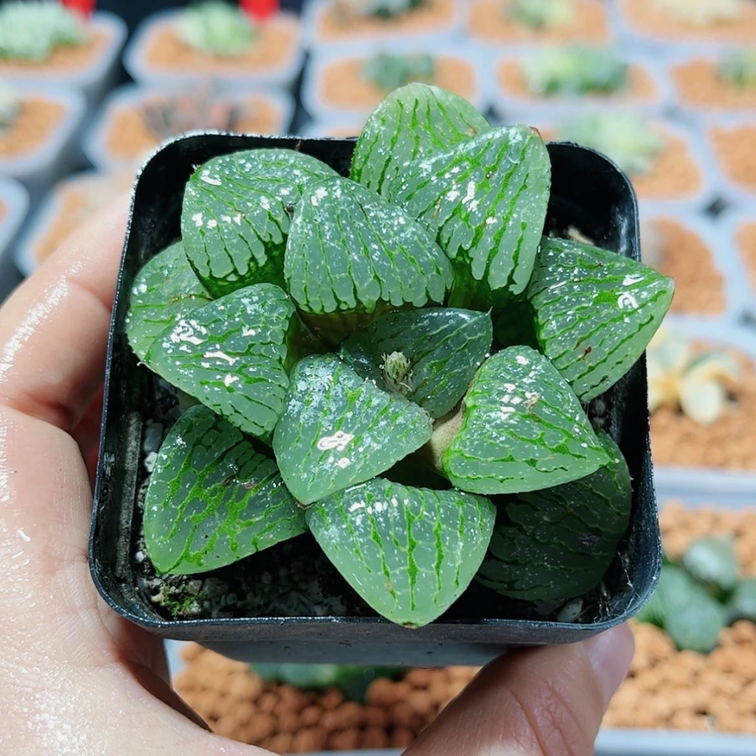 【闪购商品】亲指姬