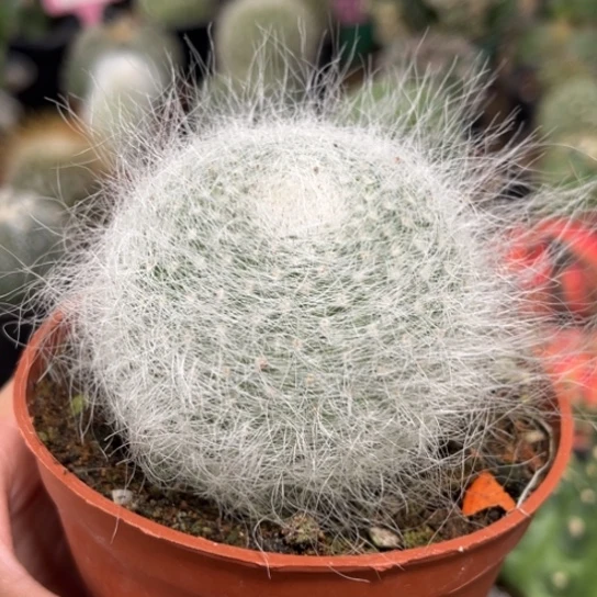 完全开放雪缘玉翁