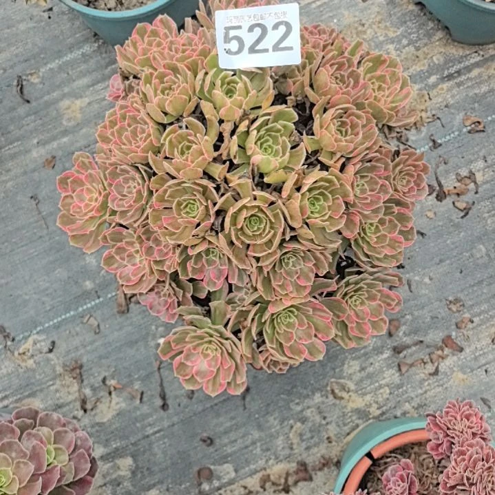 522安娜花花花2-9