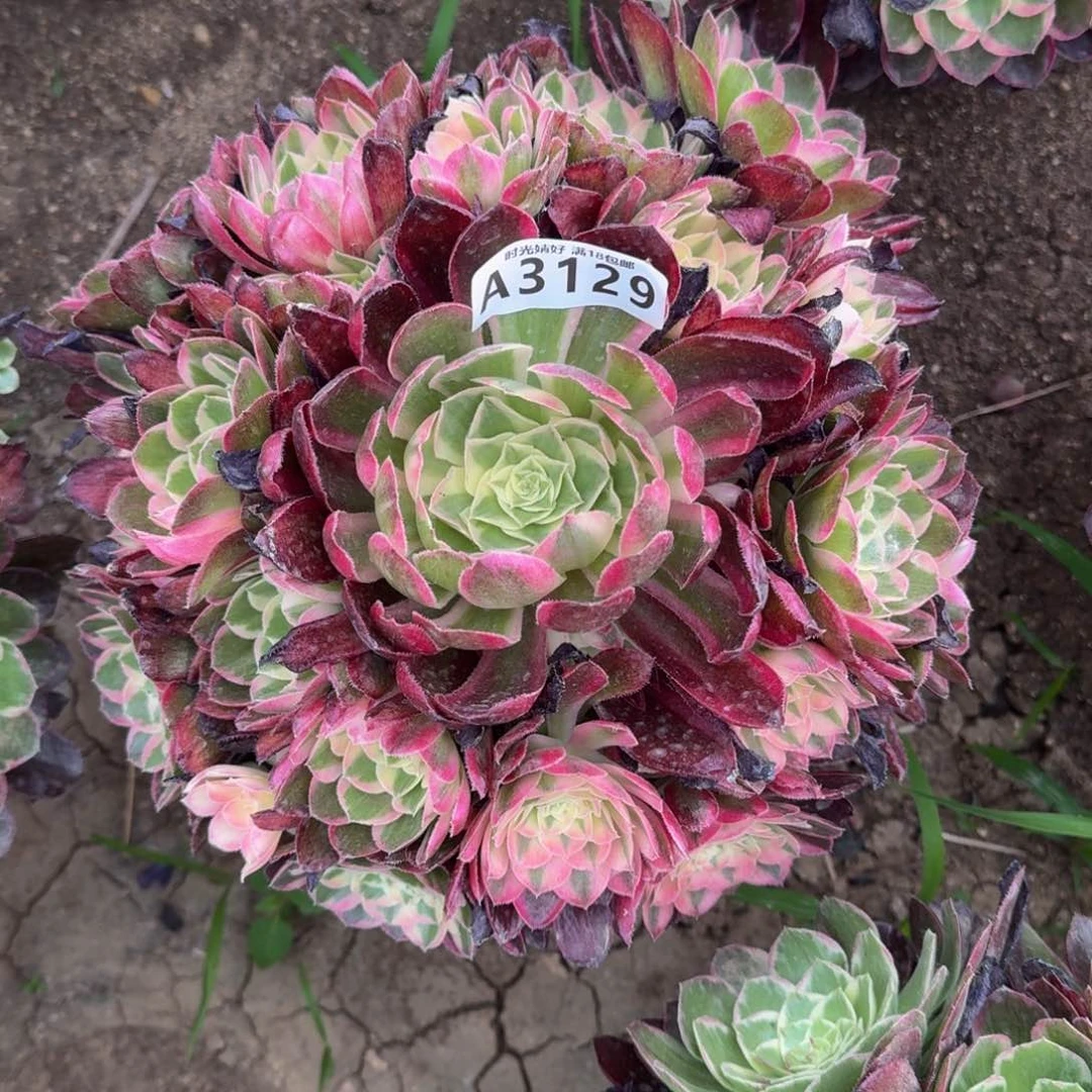 晏*3129玉芙蓉寄养到秋